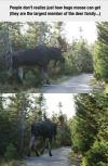 people don't realize just how huge moose can get, they are the largest member of the deer family
