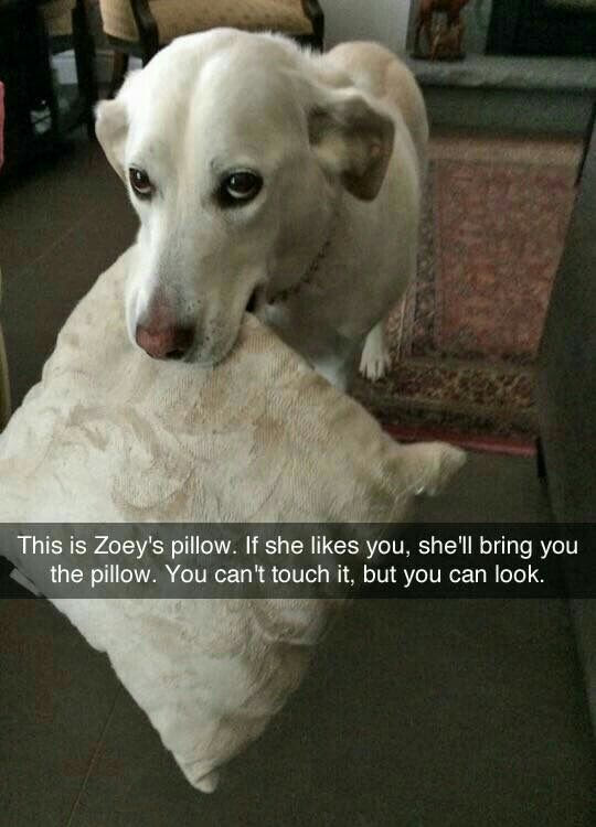this is zoey's pillow, if she likes you, she'll bring you the pillow, you can't touch it, but you can look, dog