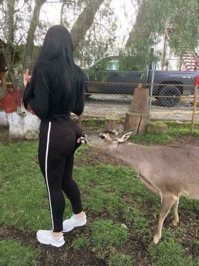 ass on ass action, donkey licking ass