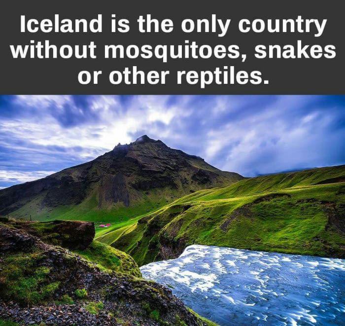 iceland is the only country without mosquitos, snakes or other reptiles