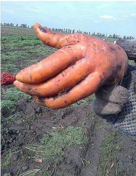 hello i am carrot hand, wtf