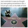 just a reminder in case you thought you were getting somewhere in life, a cat just got a star on the walk of fame