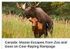 moose escapes from zoo and goes on cow raping rampage, canada