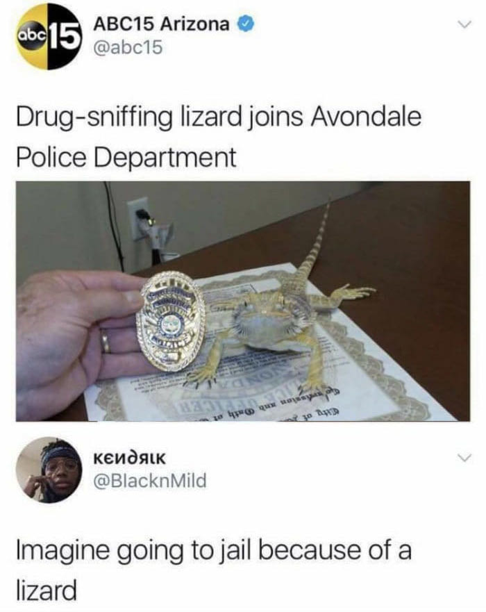 drug sniffing lizard joins avondale police department, imagine going to jail because of a lizard