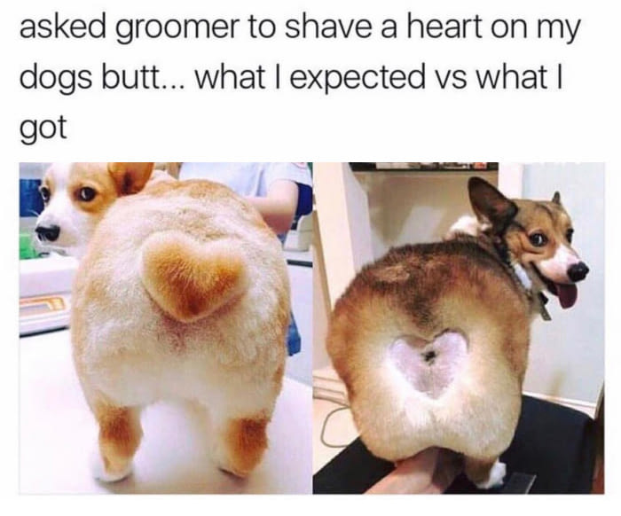 asked groomer to shave a heart on my dogs butt, what i expected vs what i got