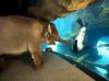 the oregon zoo staff took the elephant around the zoo, she liked sea lions the best!
