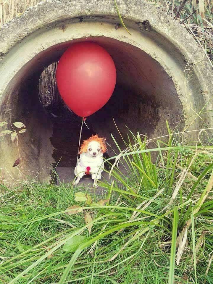 dog dressed as pennywise, it, halloween