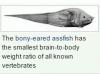 the bony eared assfish has the smallest brain to body ratio of any vertebrate