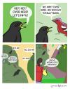 what birds are really saying, birds and the bees, nature is beautiful