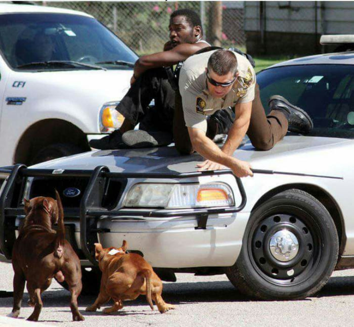 suspect and cop forced to get along when errant pitbulls attack