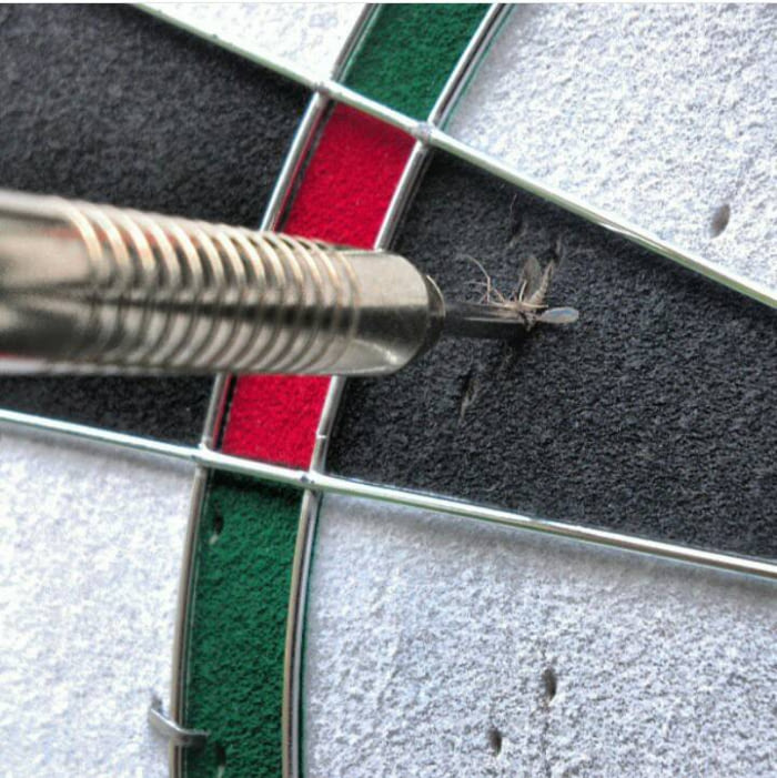 wrong place at the wrong time, dart hits fly