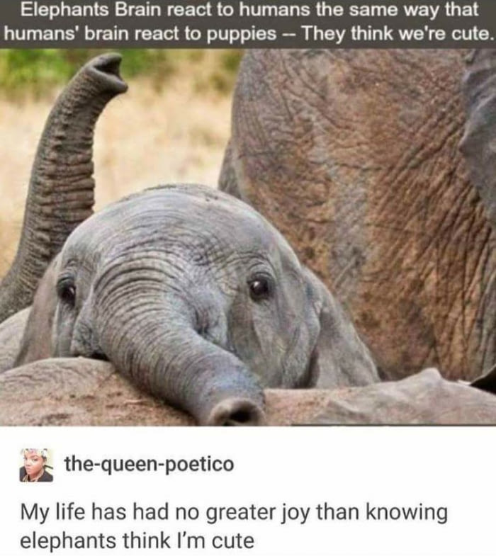 elephant brains react to humans the same way that human brains react to puppies, they think we're cute