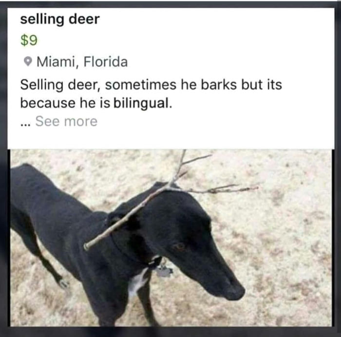 selling a deer, sometimes he barks but its because he's bilingual
