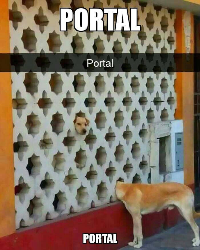 dog portal, portal