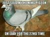 just sold my homing pigeon on ebay for the 22nd time, meme