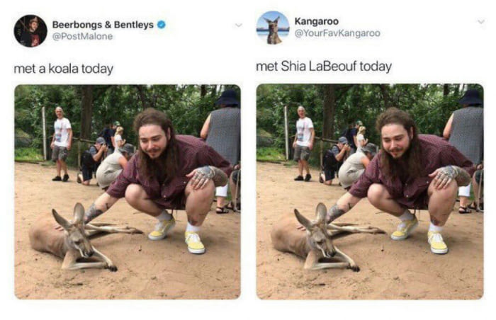 met a koala today, met shia labour today