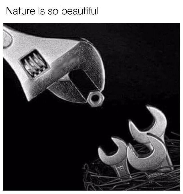 crazy how nature do that, so beautiful, a fully grown wrench feeding it's baby wenches a nut