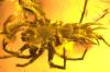 prehistoric demon looking spider soul trapped in amber