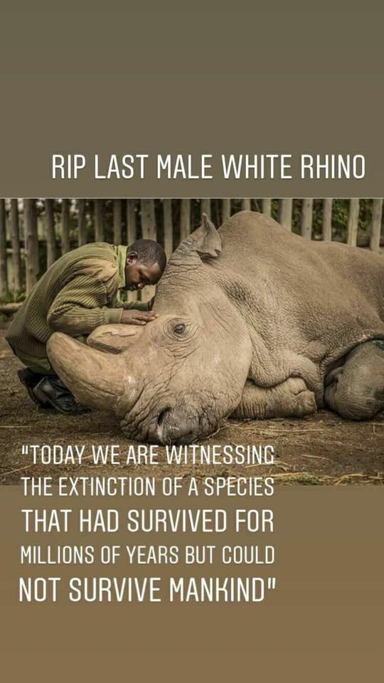 rip last male white rhino