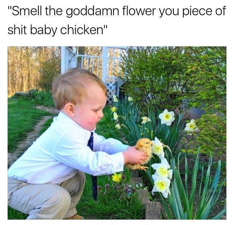 smell the goddamn flower you piece of shit baby chicken, meme