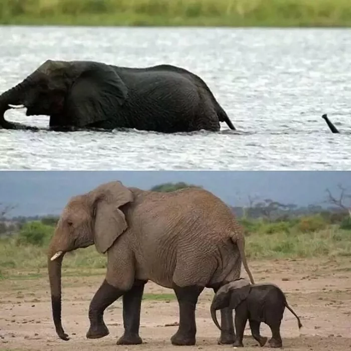 baby elephant makes best use of trunk