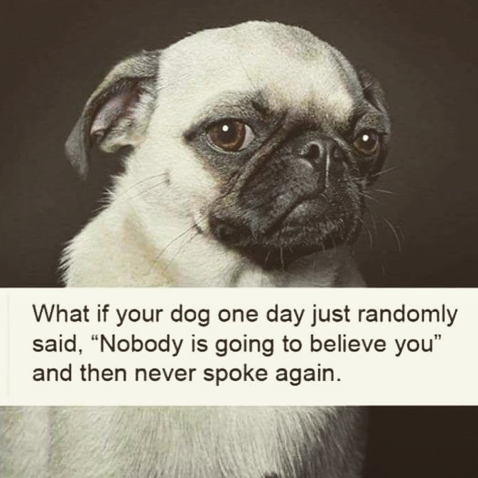 what if your dog one day just randomly said, nobody is going to believe you, and then never spoke again