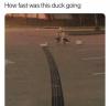 how fast was this duck going, skid marks