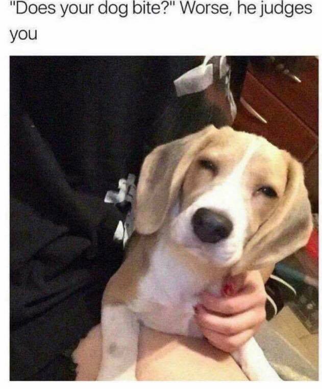 does your dog bite?, worse, he judges you
