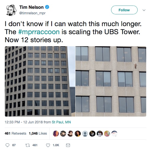 i don't know if i can watch this much longer, the raccoon is scaling the ubs tower, now 12 stories up