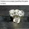 cerberus as a puppy, guarding the gates to heck
