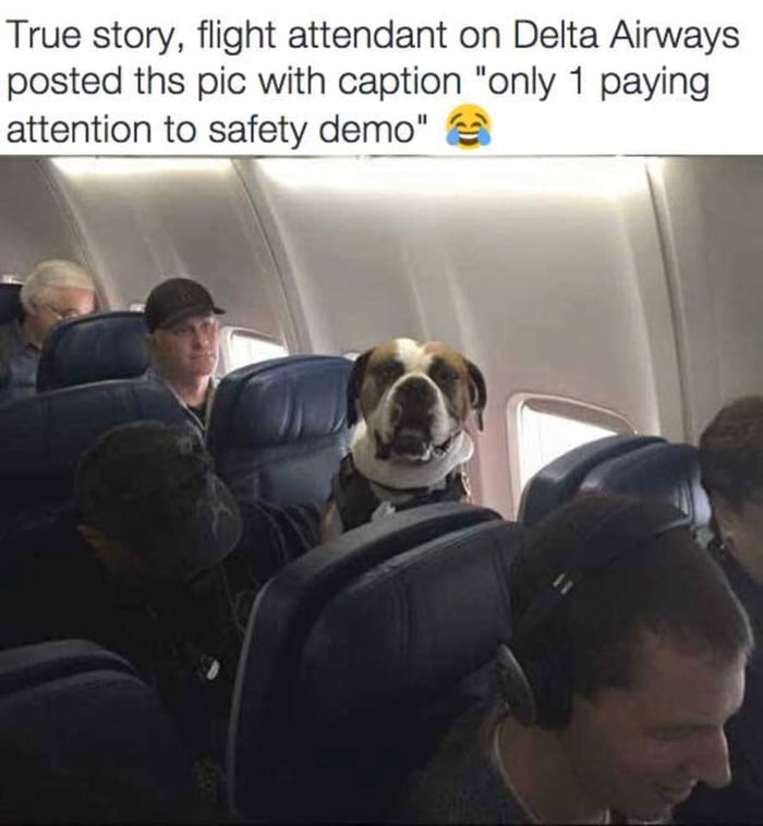 flight attendant on delta airways posted this pic with caption, only 1 paying attention to safety demo, true story