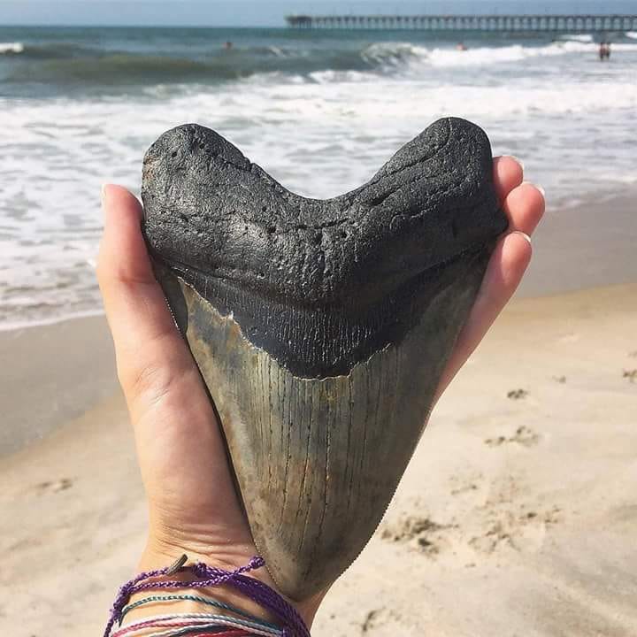 6.55” monster megalodon tooth found off the coast of north carolina