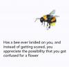 has a bee ever landed on you, and instead of getting scared, you appreciate the possibility that you got confused for a flower