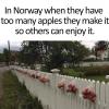 in norway when they have too many apples they make it so others can enjoy it