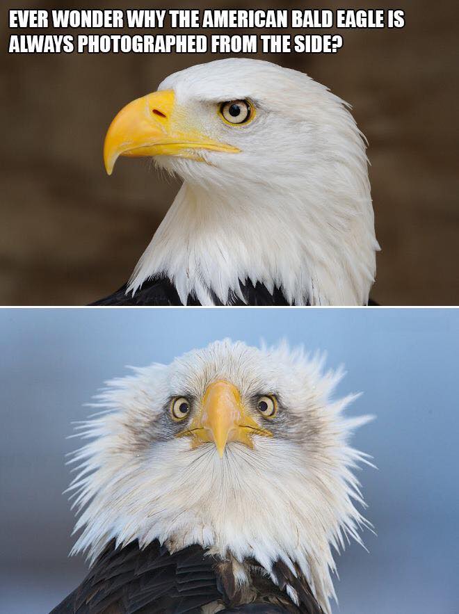 ever wonder why the american bald eagle is always photographed from the side?
