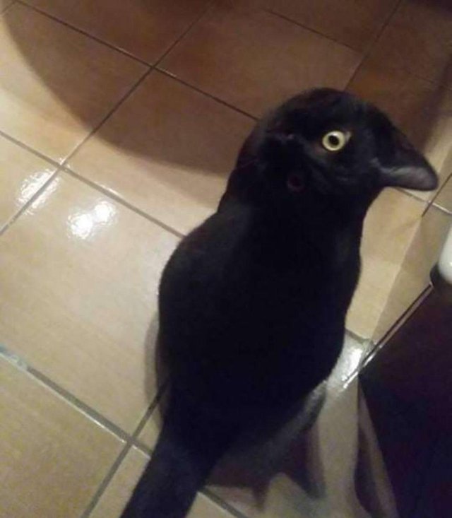 meet my crow, the cat