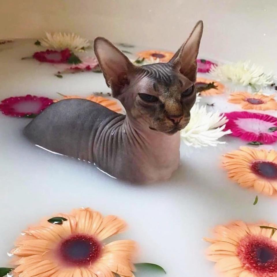 sphynx cat in bath water