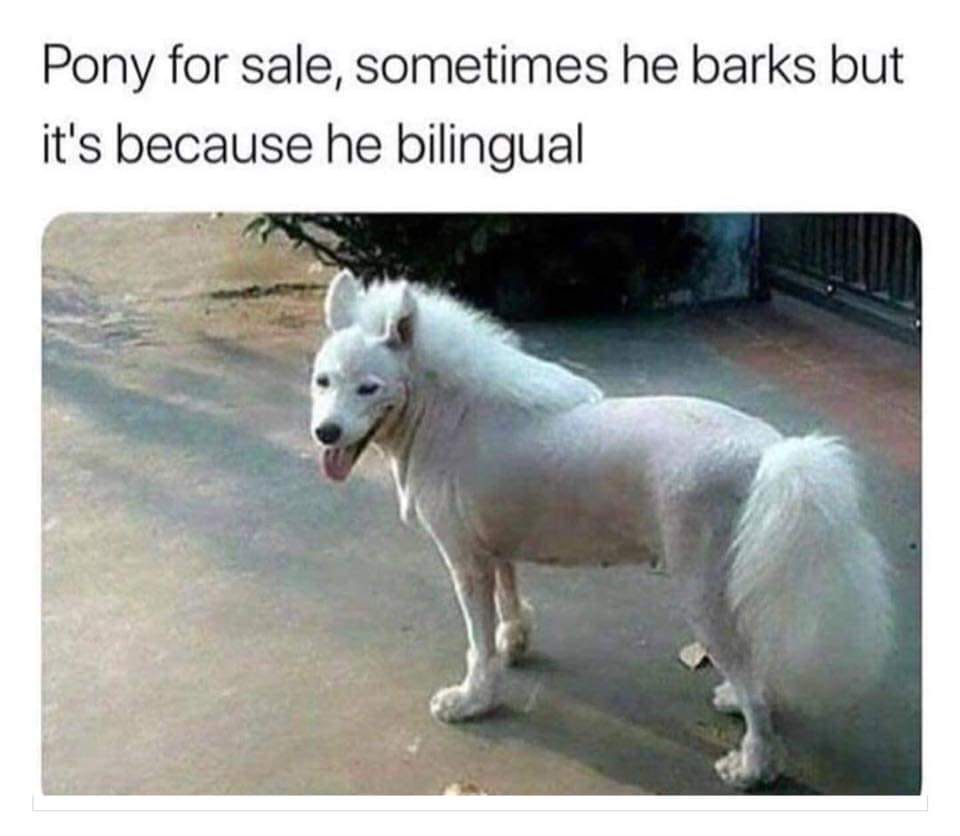 pony for sale, sometimes he barks but it's because he bilingual