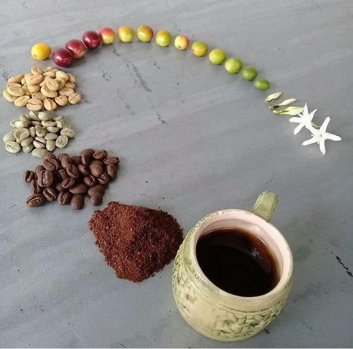 the life cycle of coffee