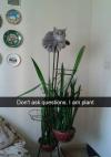 don't ask questions, i am plant, cat plant