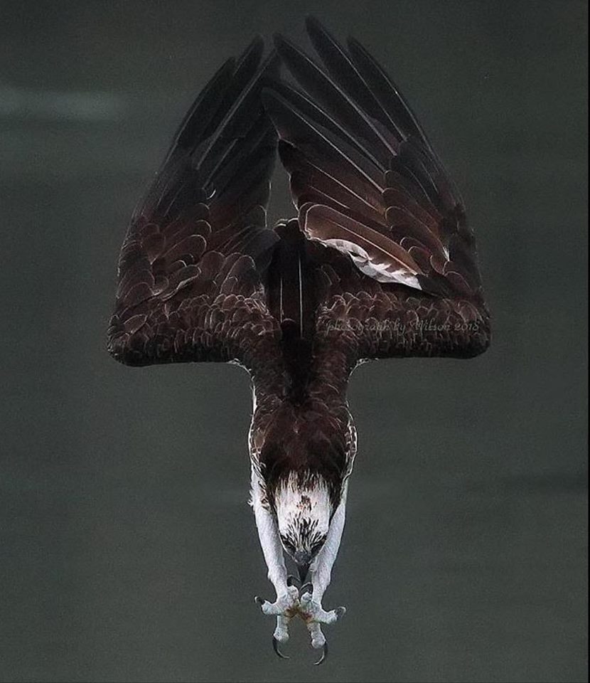 incredible photo of an osprey going in for the kill, photo credit wilson chen