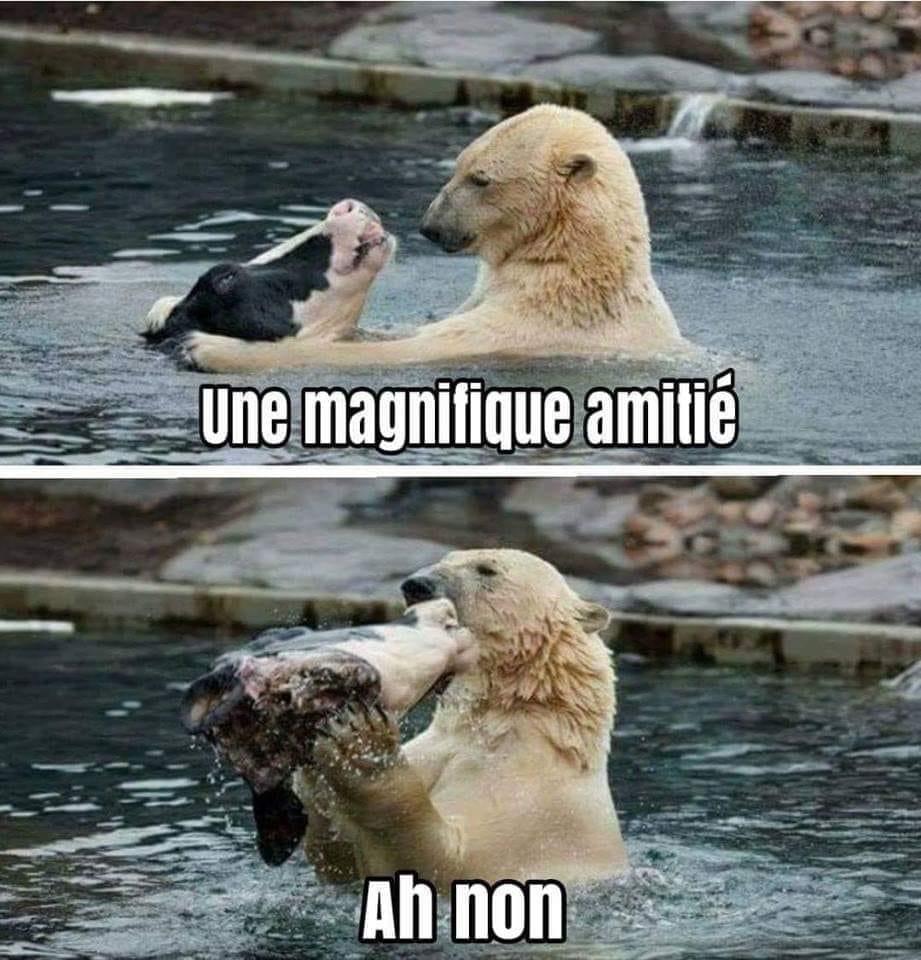 une magnifique amitié, ah non, polar bear and cow