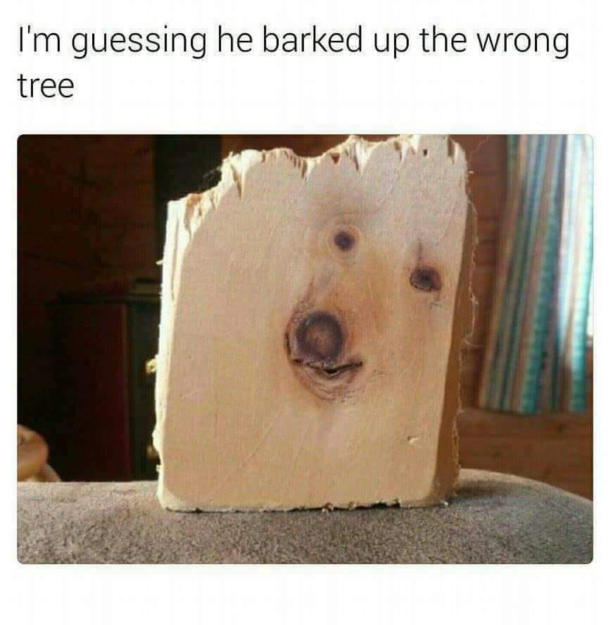 i guess he barked up the wrong tree