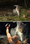 wild animal memes