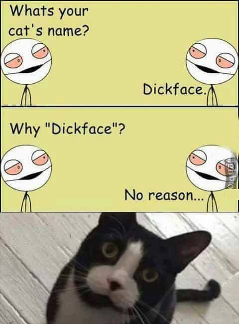 what's your cat's name, dickface, why dickface?, no reason