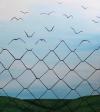 fences to freedom, birds