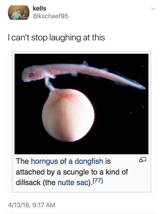 the horngus of a dongfish is attached by a scungle to a kind of dillsack (the nutty sac), i can't stop laughing at this 