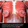 i thought this was so crazy and had to share, a woman's chest anatomy, so this is what a woman's milk ducts look like