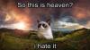 so this is heaven?, i hate it, rip grumpy cat
