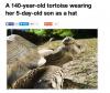 a 140 year old tortoise wearing her 5 day old son as a hat
